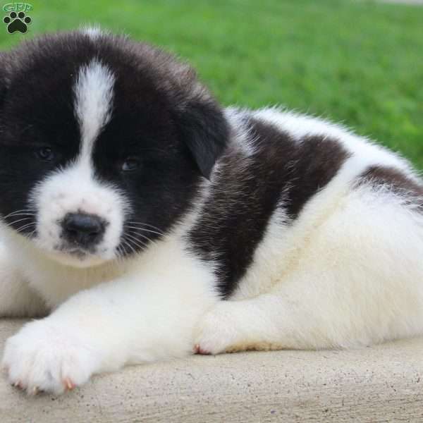 AKC  Bonnie, Akita Puppy